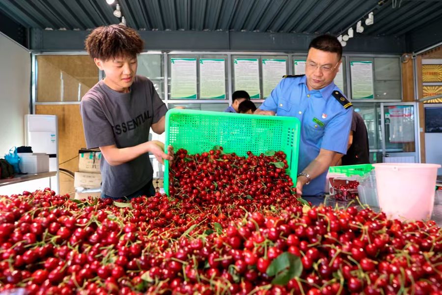 车站工作人员为樱桃运输保驾护航。兰州铁路局供图